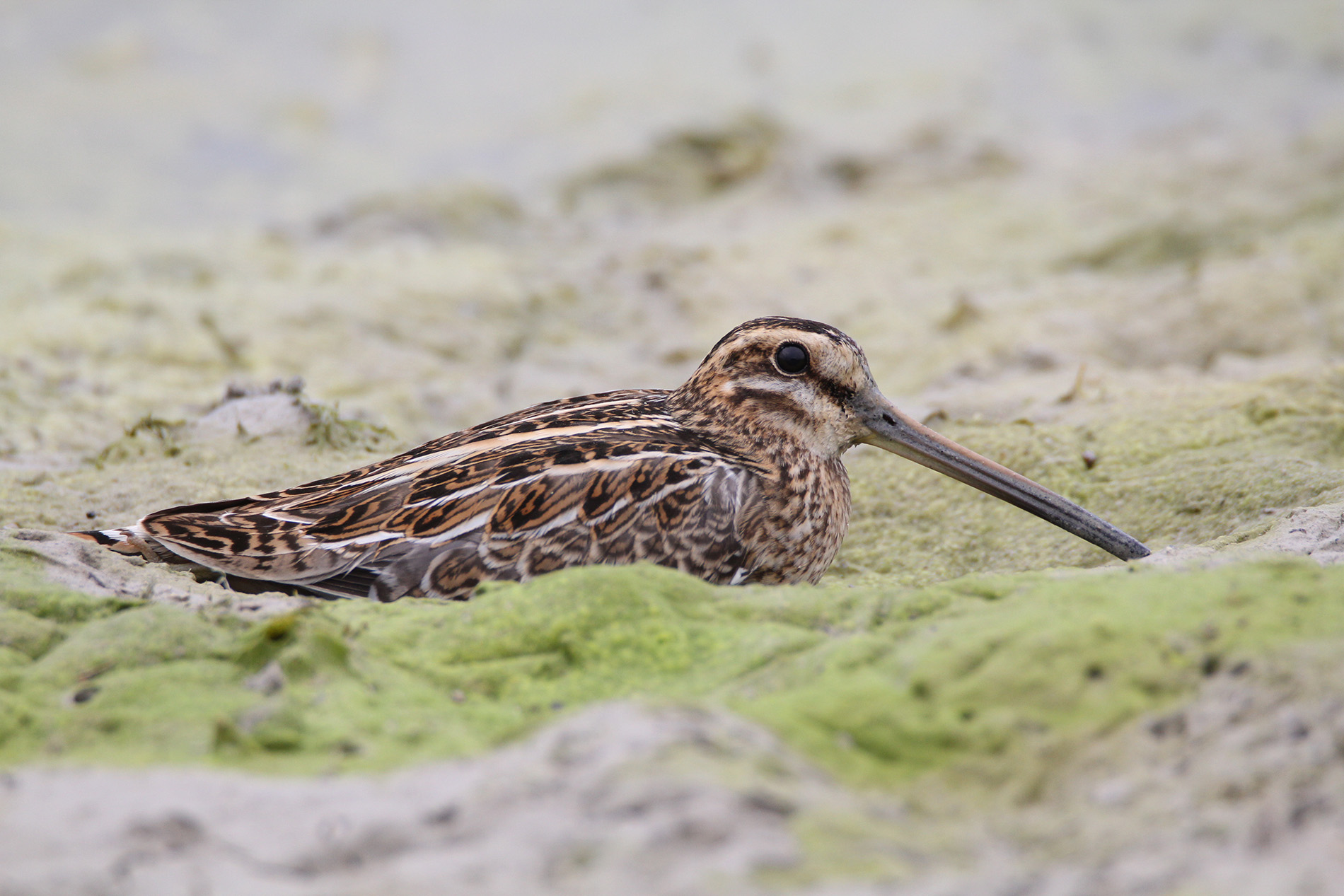 Suçulluğu » Common Snipe » Gallinago gallinago