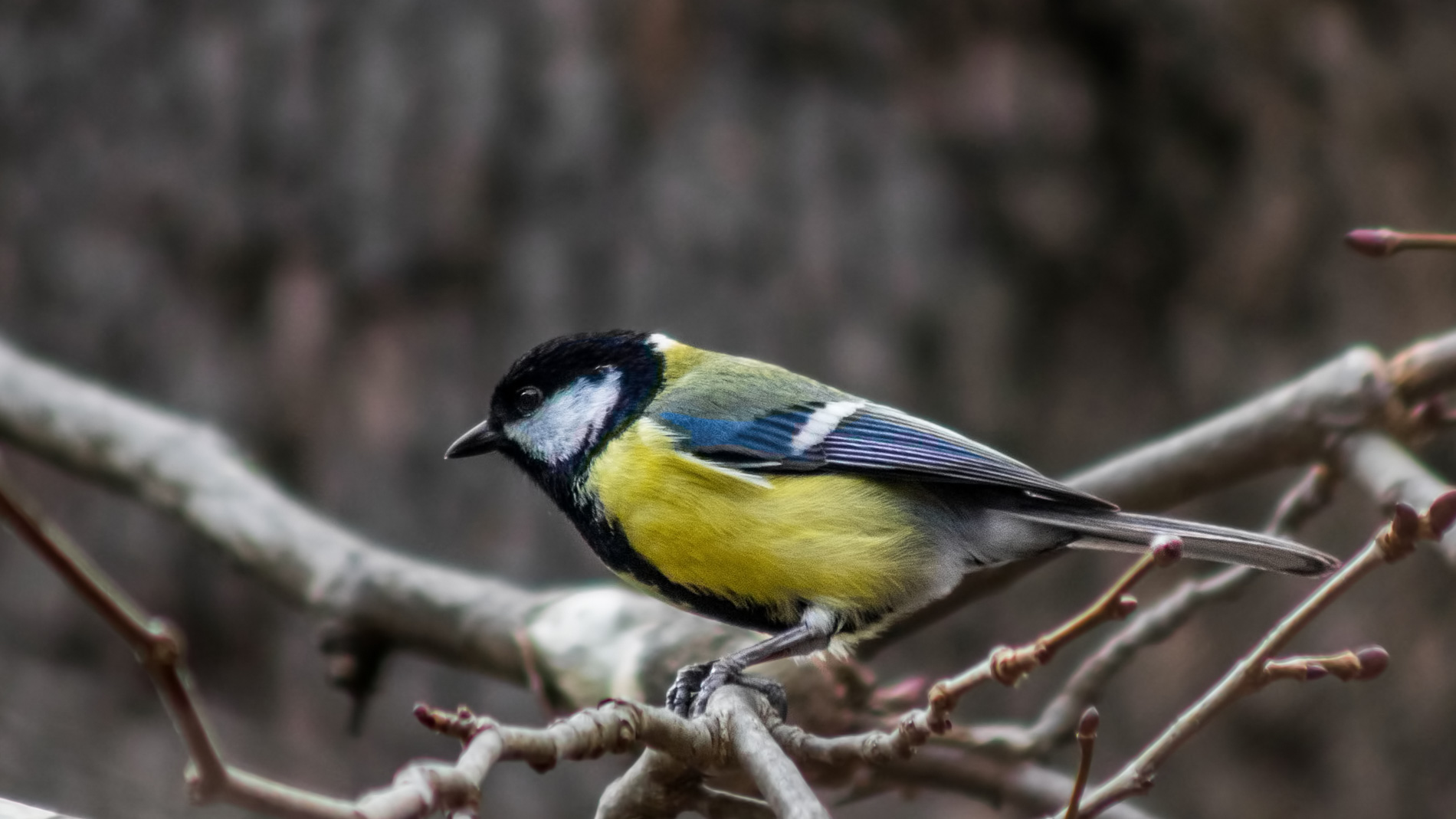 Büyük baştankara » Great Tit » Parus major