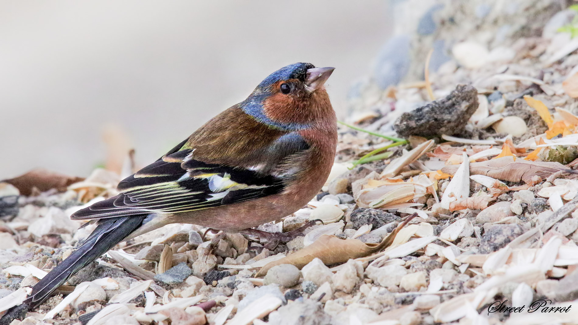 İspinoz » Common Chaffinch » Fringilla coelebs