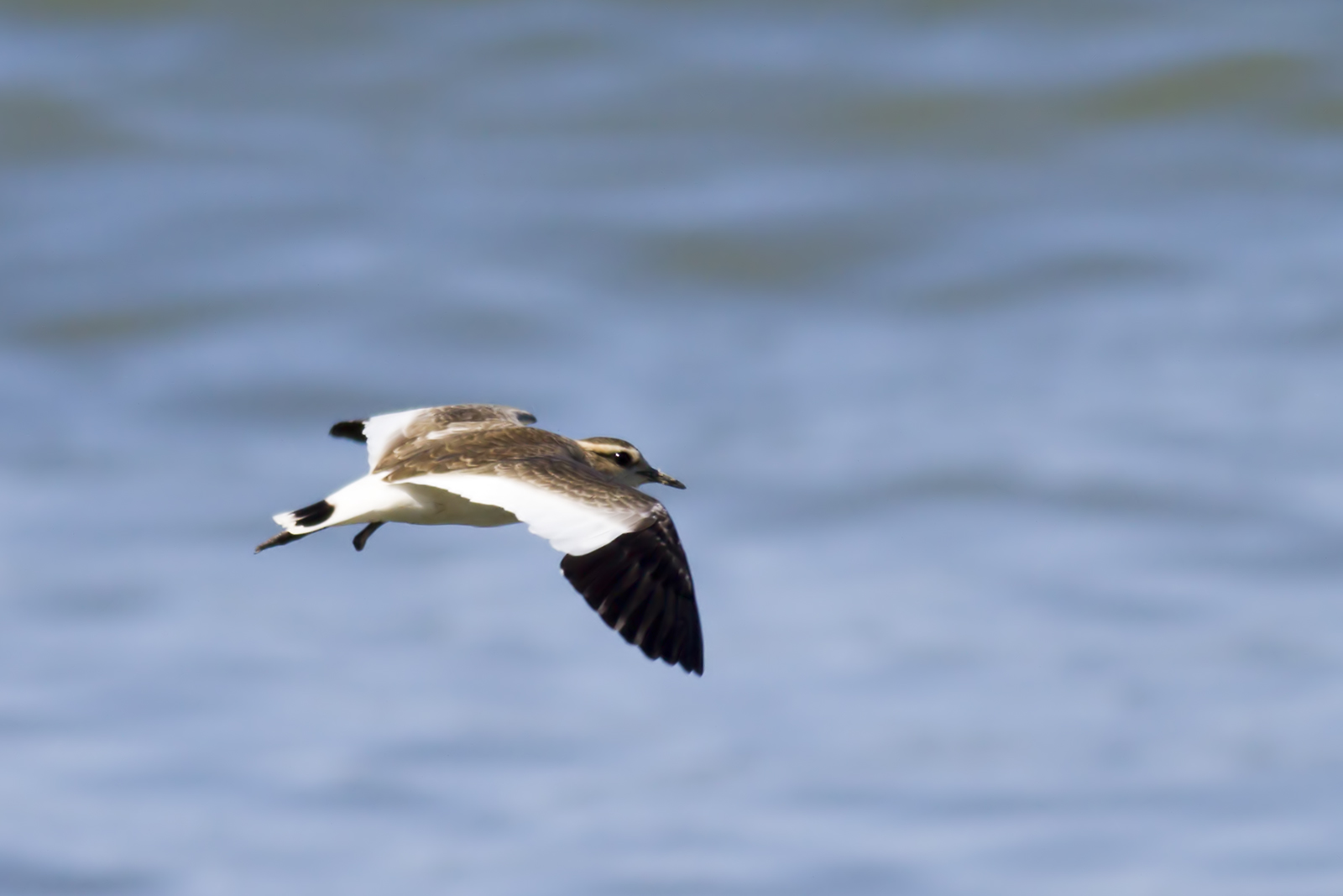 Sürmeli kızkuşu