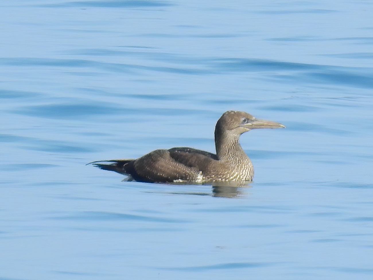Sümsükkuşu » Northern Gannet » Morus bassanus