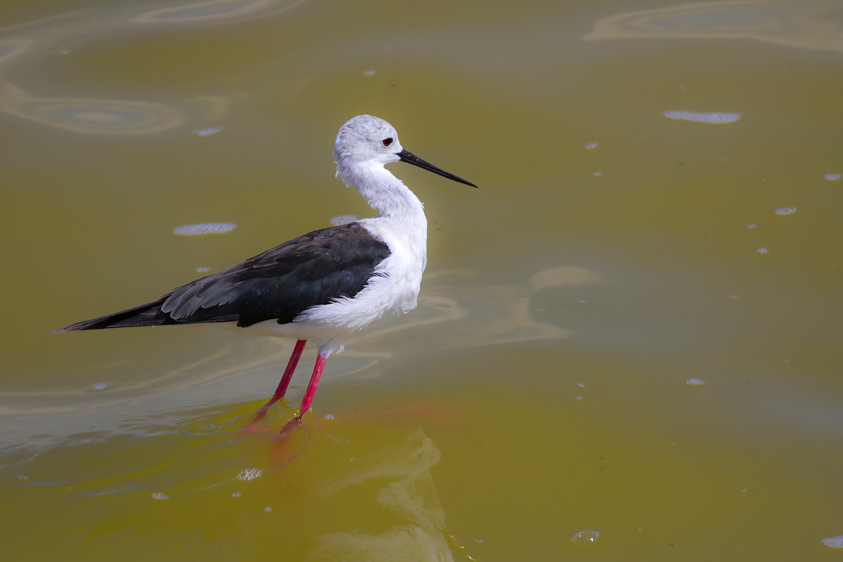 Uzunbacak » Black-winged Stilt » Himantopus himantopus