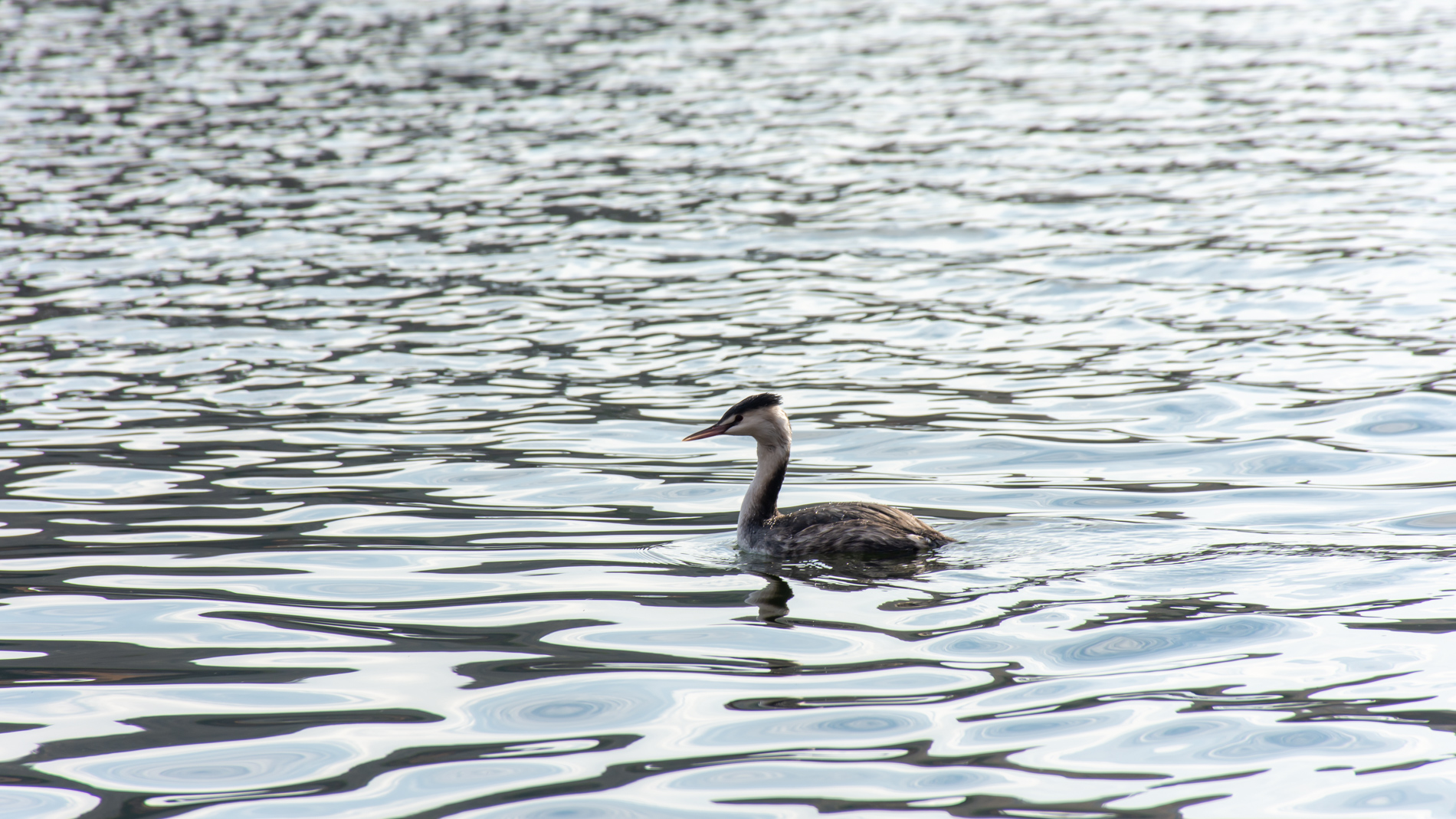 Bahri » Great Crested Grebe » Podiceps cristatus