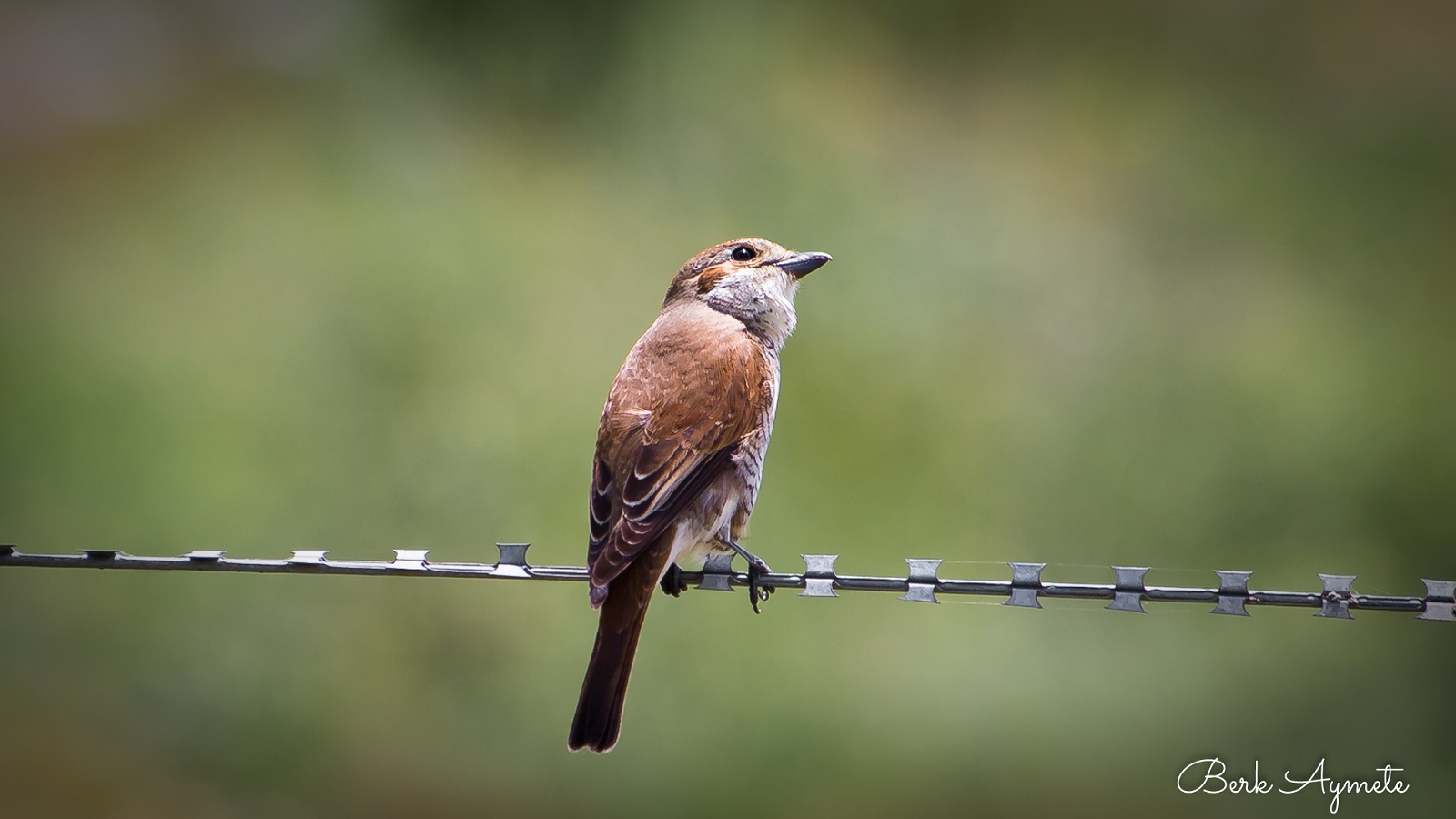 Kızılsırtlı örümcekkuşu » Red-backed Shrike » Lanius collurio