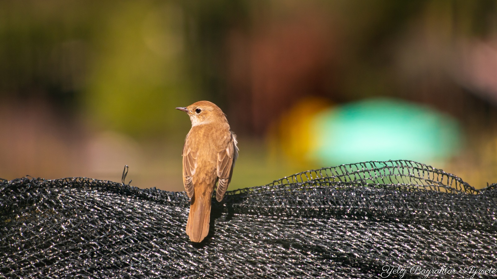 Bülbül » Common Nightingale » Luscinia megarhynchos