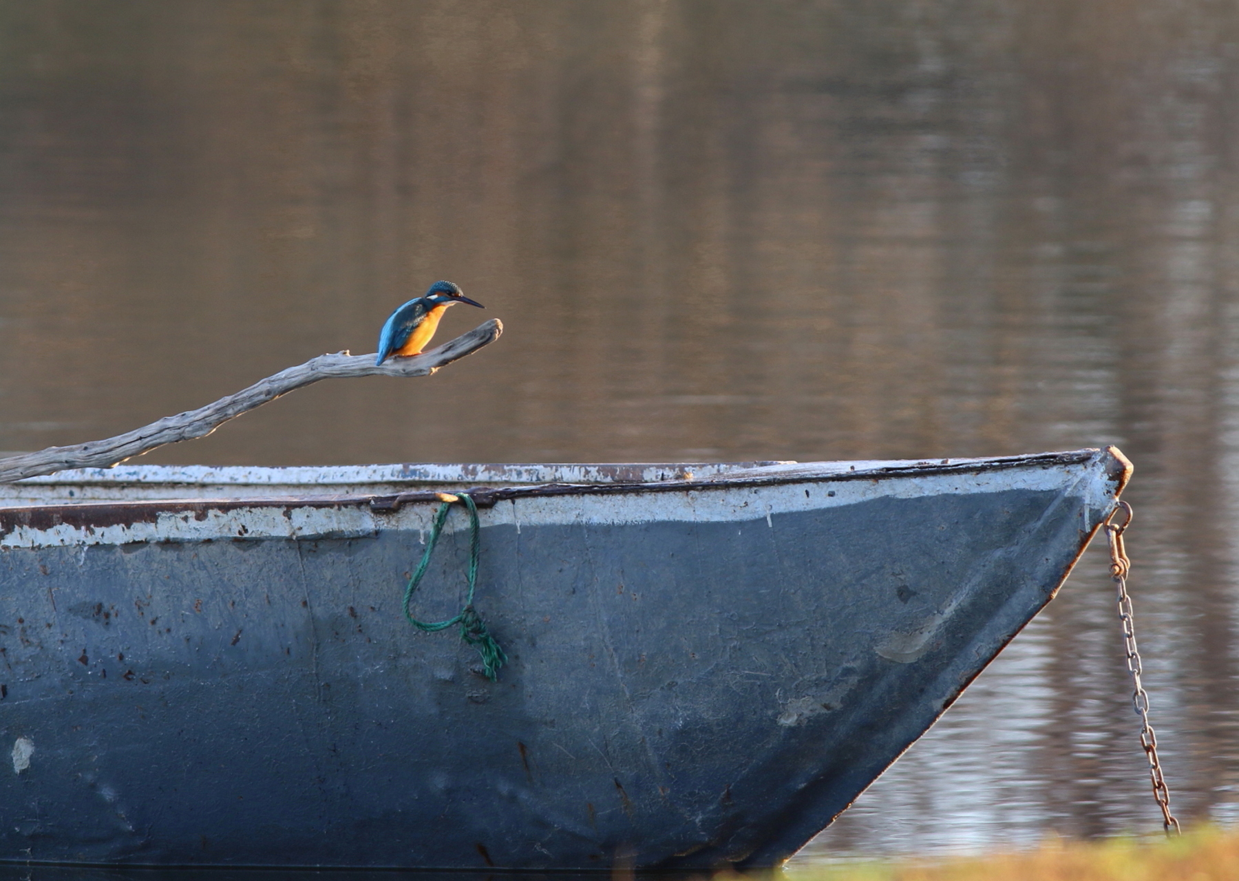Yalıçapkını » Common Kingfisher » Alcedo atthis