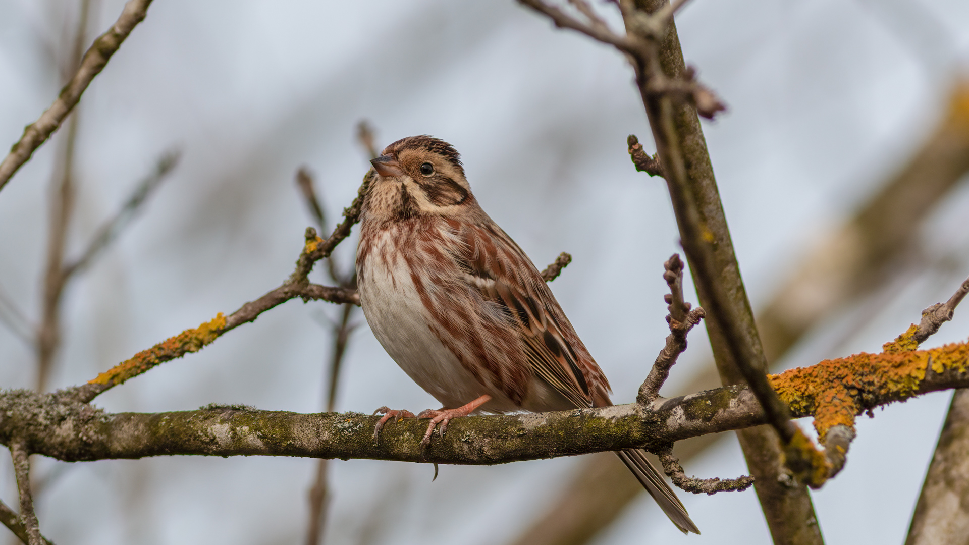 Akkaşlı kirazkuşu » Rustic Bunting » Emberiza rustica