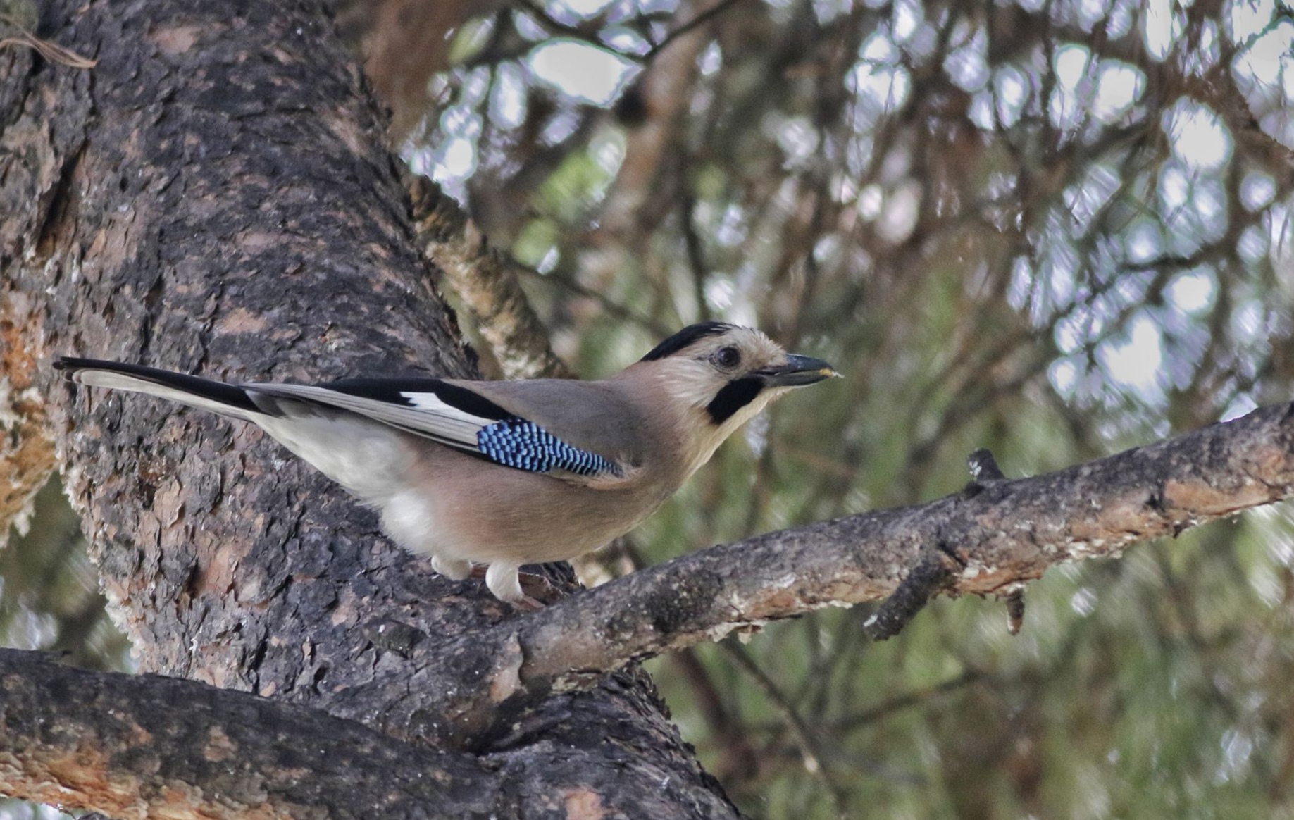 Alakarga » Eurasian Jay » Garrulus glandarius