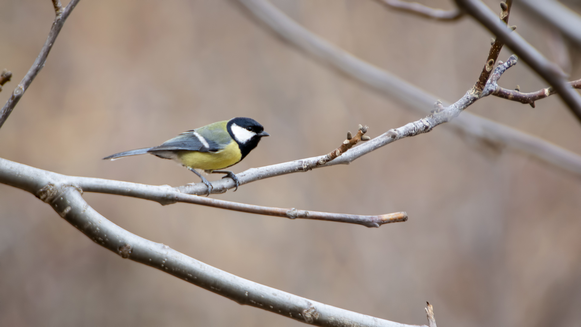 Büyük baştankara » Great Tit » Parus major