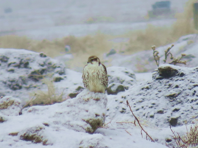 Bıyıklı doğan » Lanner Falcon » Falco biarmicus