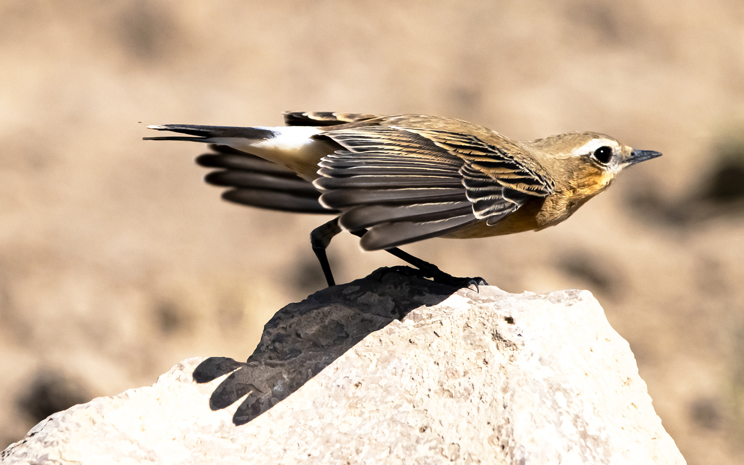 Kuyrukkakan » Northern Wheatear » Oenanthe oenanthe