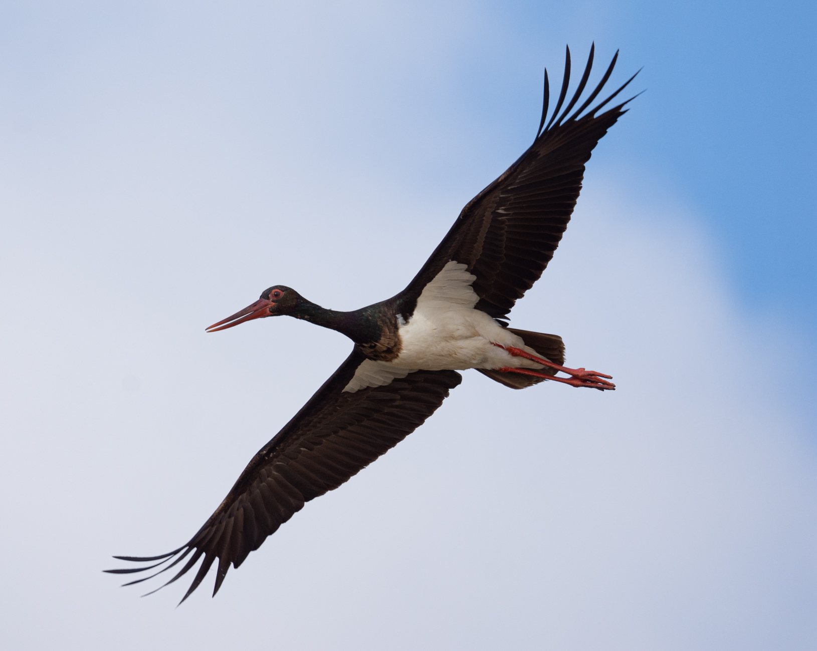 Kara leylek » Black Stork » Ciconia nigra