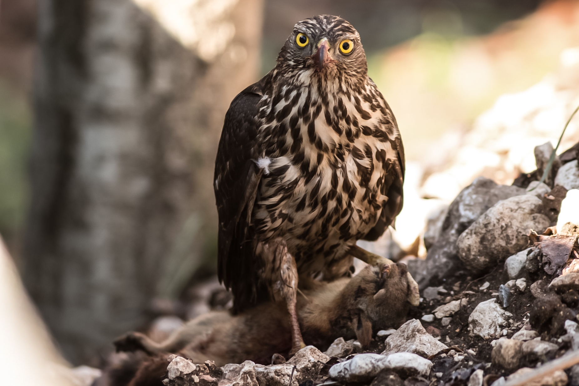 Çakır » Northern Goshawk » Astur gentilis