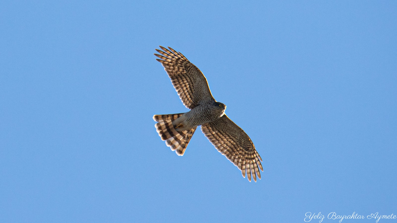 Atmaca » Eurasian Sparrowhawk » Accipiter nisus
