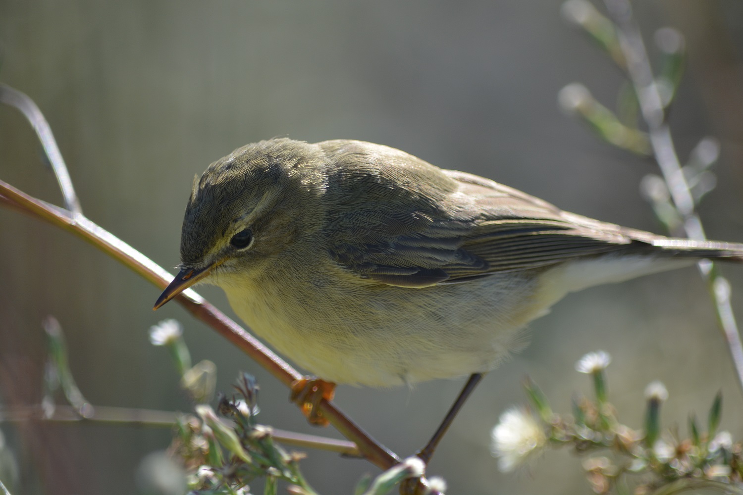 Çıvgın » Common Chiffchaff » Phylloscopus collybita