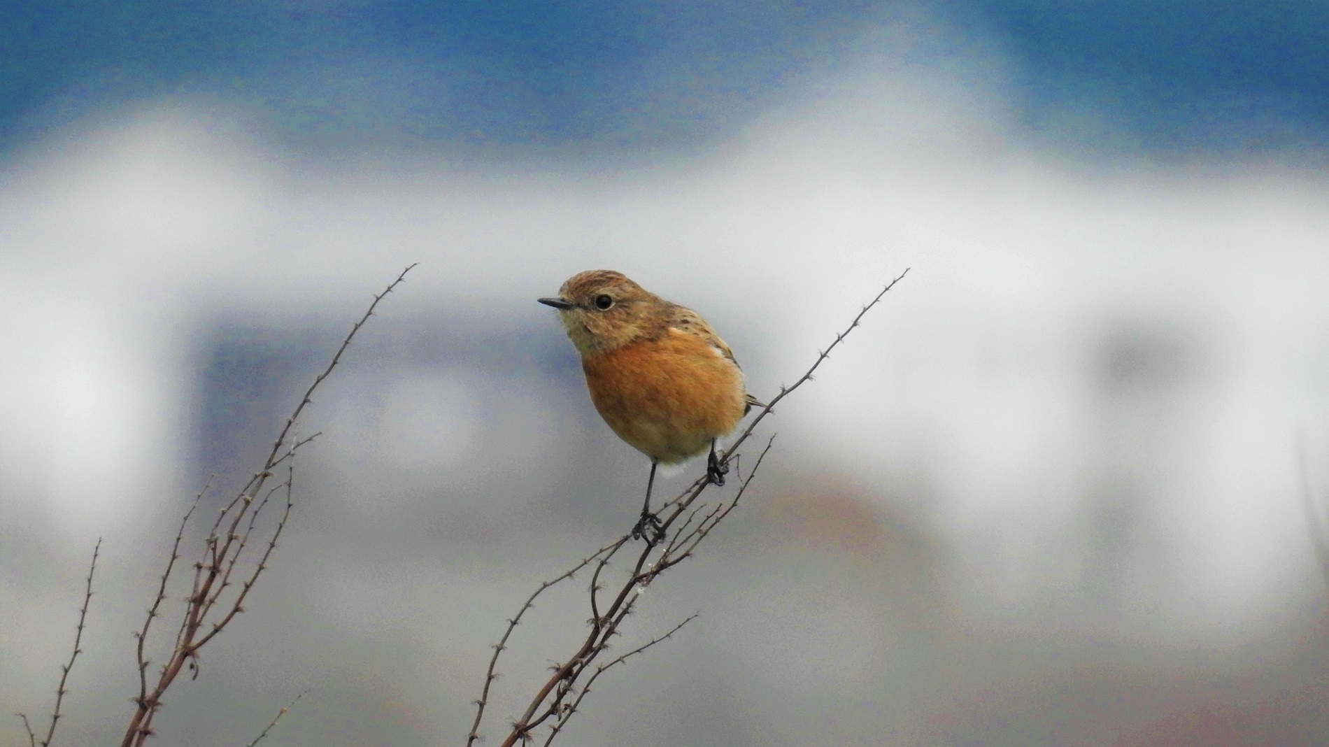 Taşkuşu » European Stonechat » Saxicola rubicola