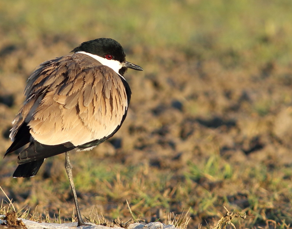 Mahmuzlu kızkuşu » Spur-winged Lapwing » Vanellus spinosus