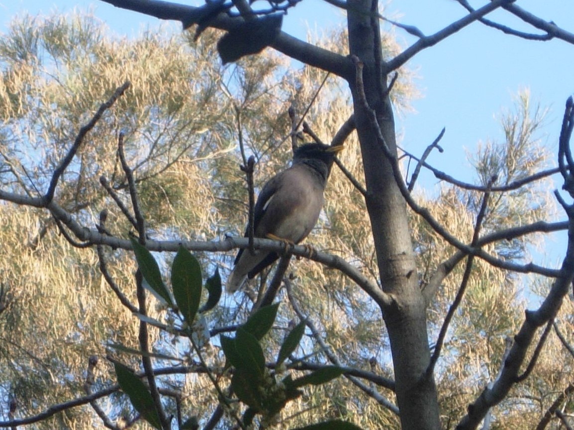 Çiğdeci » Common Myna » Acridotheres tristis