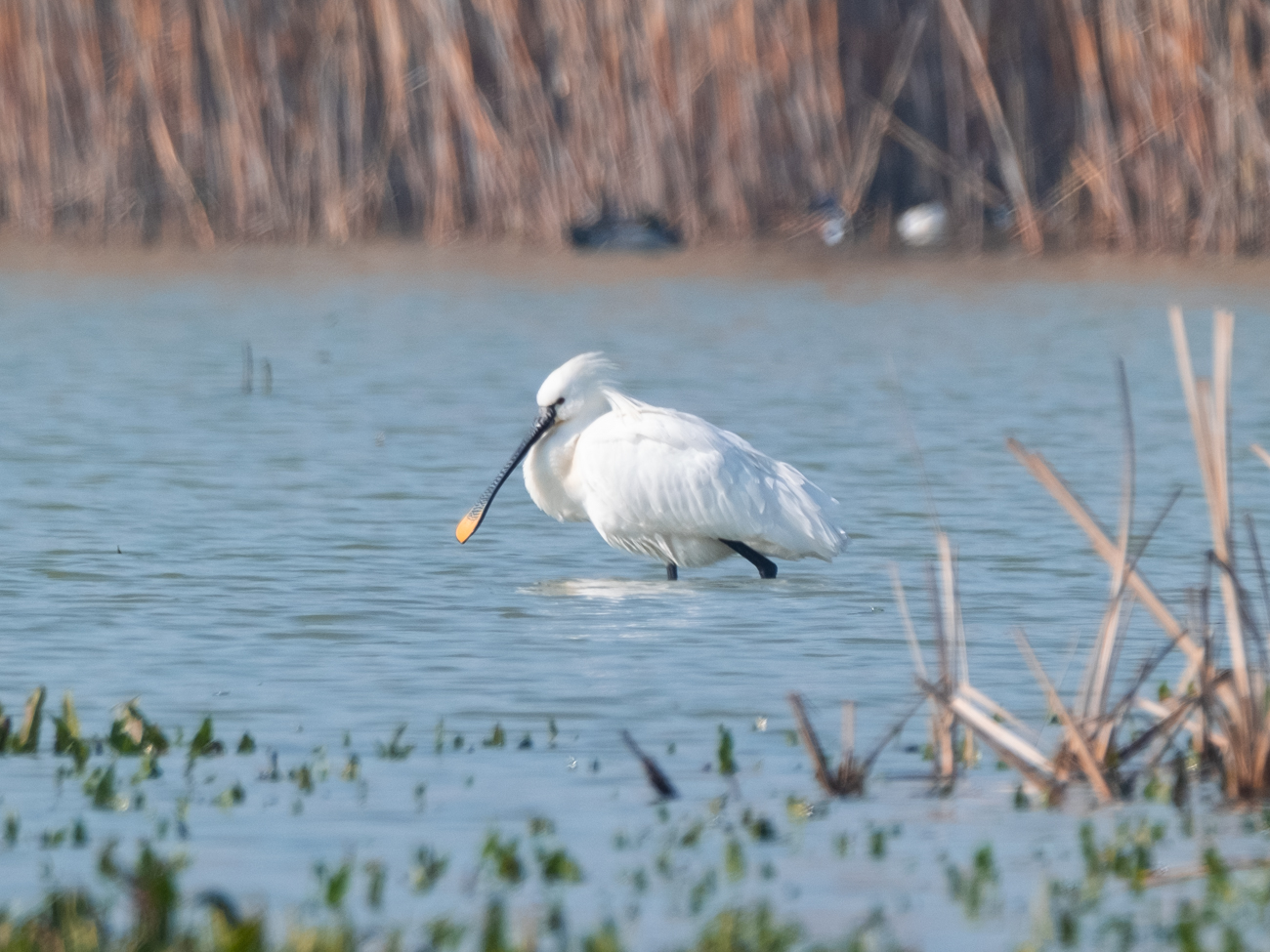 Kaşıkçı » Eurasian Spoonbill » Platalea leucorodia