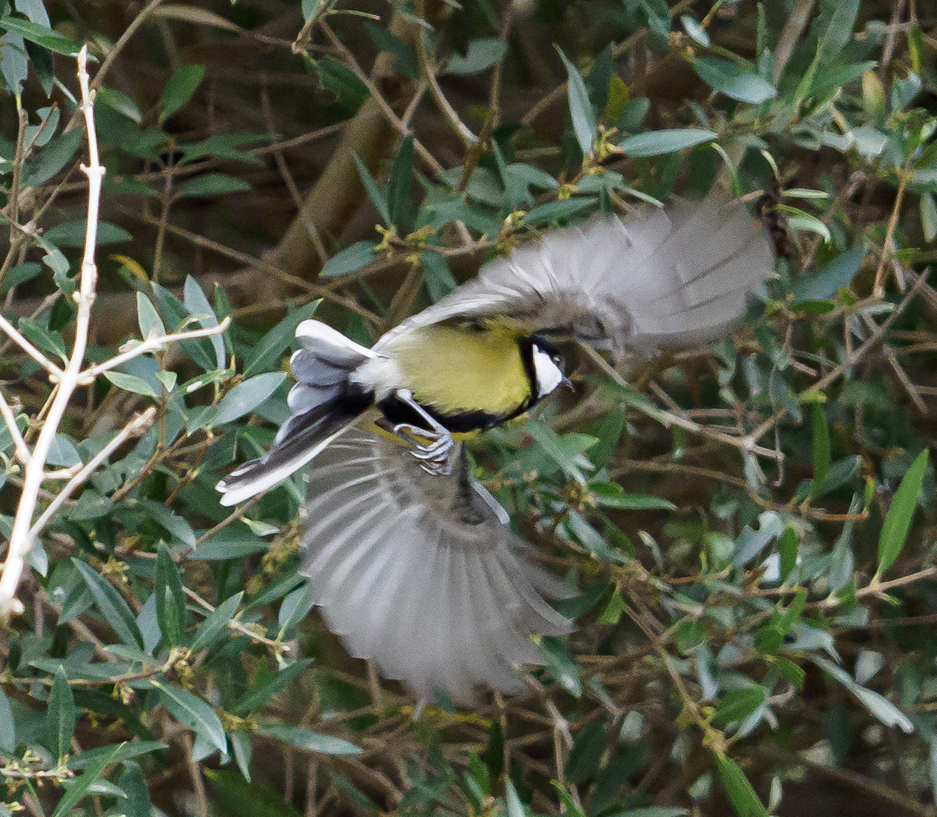 Büyük baştankara » Great Tit » Parus major