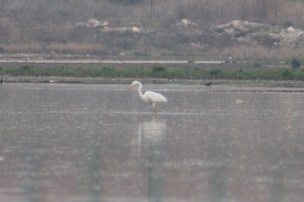 Büyük ak balıkçıl » Great Egret » Ardea alba