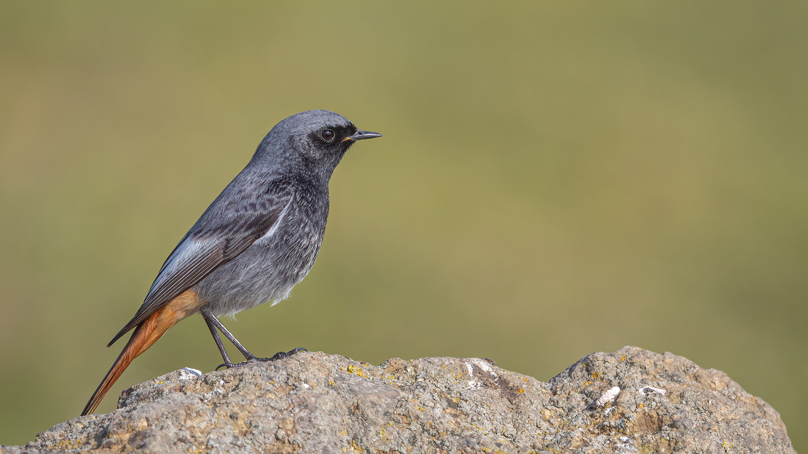 Kara kızılkuyruk » Black Redstart » Phoenicurus ochruros