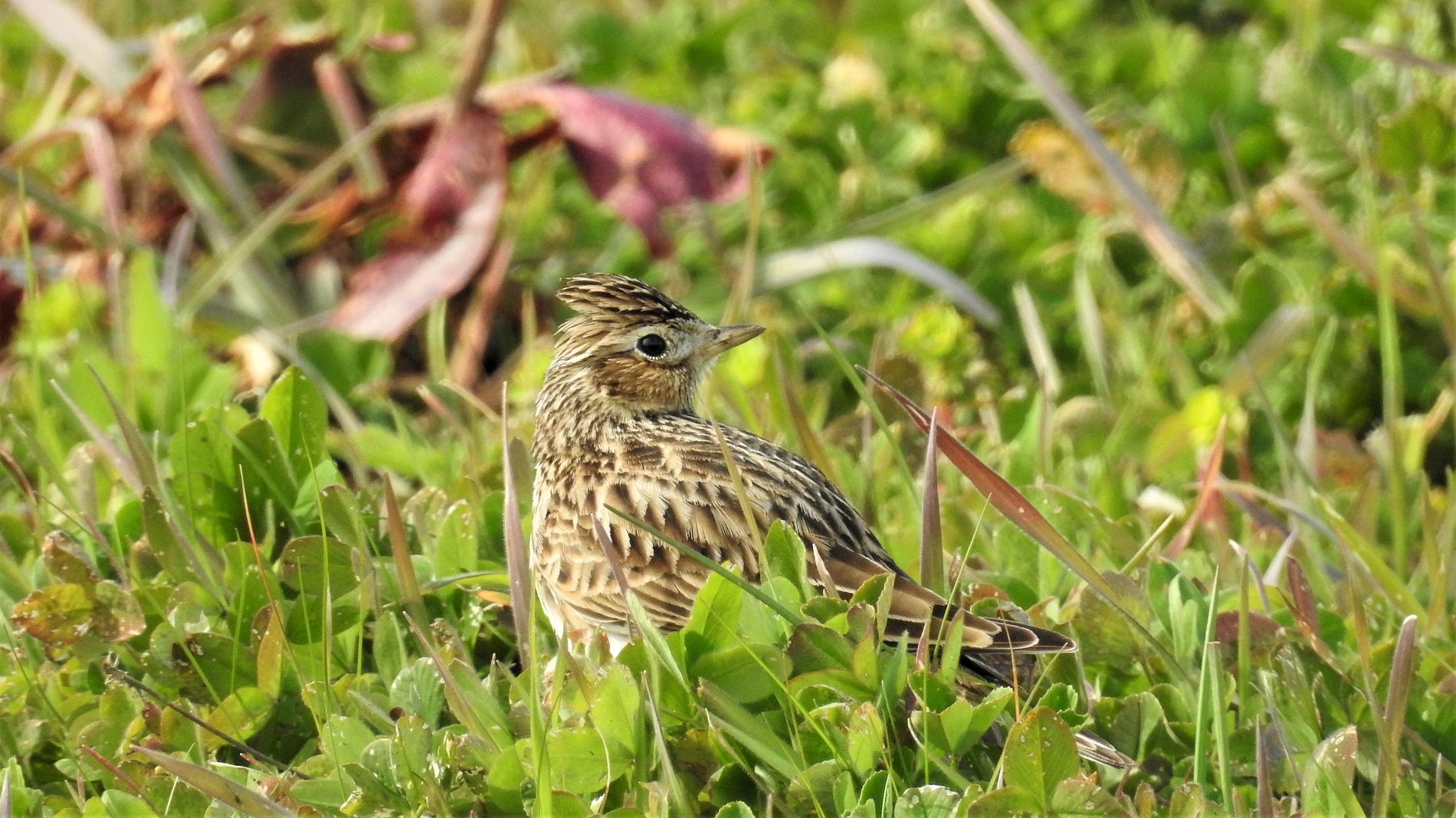 Tarlakuşu » Eurasian Skylark » Alauda arvensis