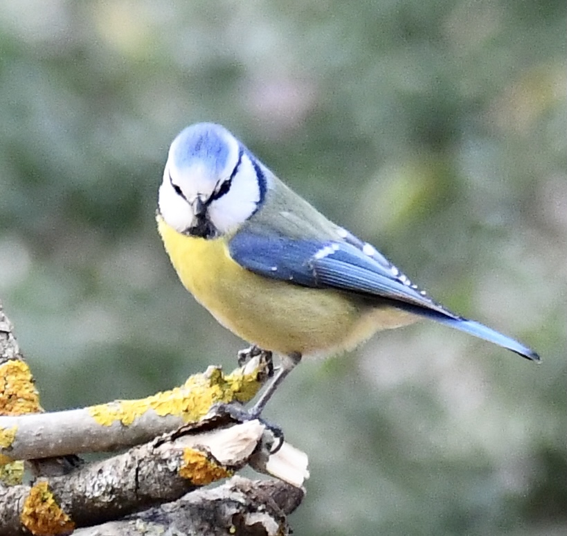 Mavi baştankara » Eurasian Blue Tit » Cyanistes caeruleus