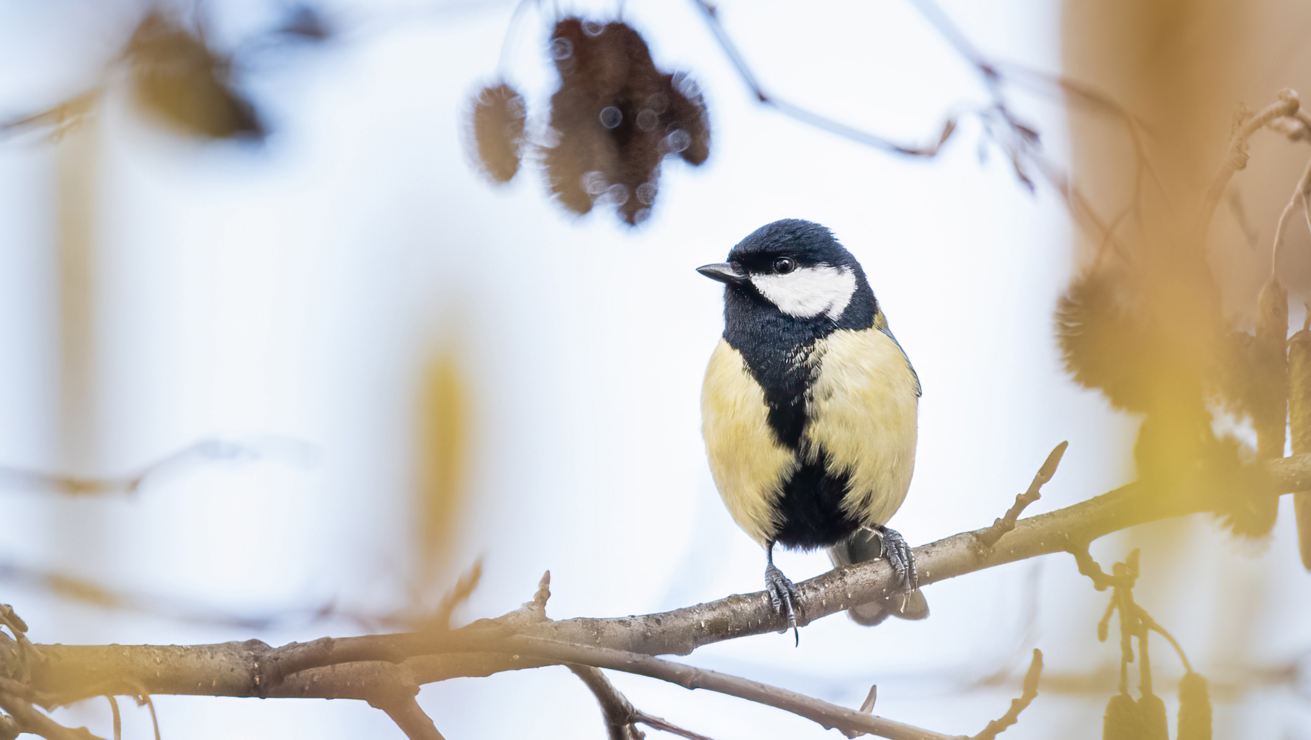 Büyük baştankara » Great Tit » Parus major
