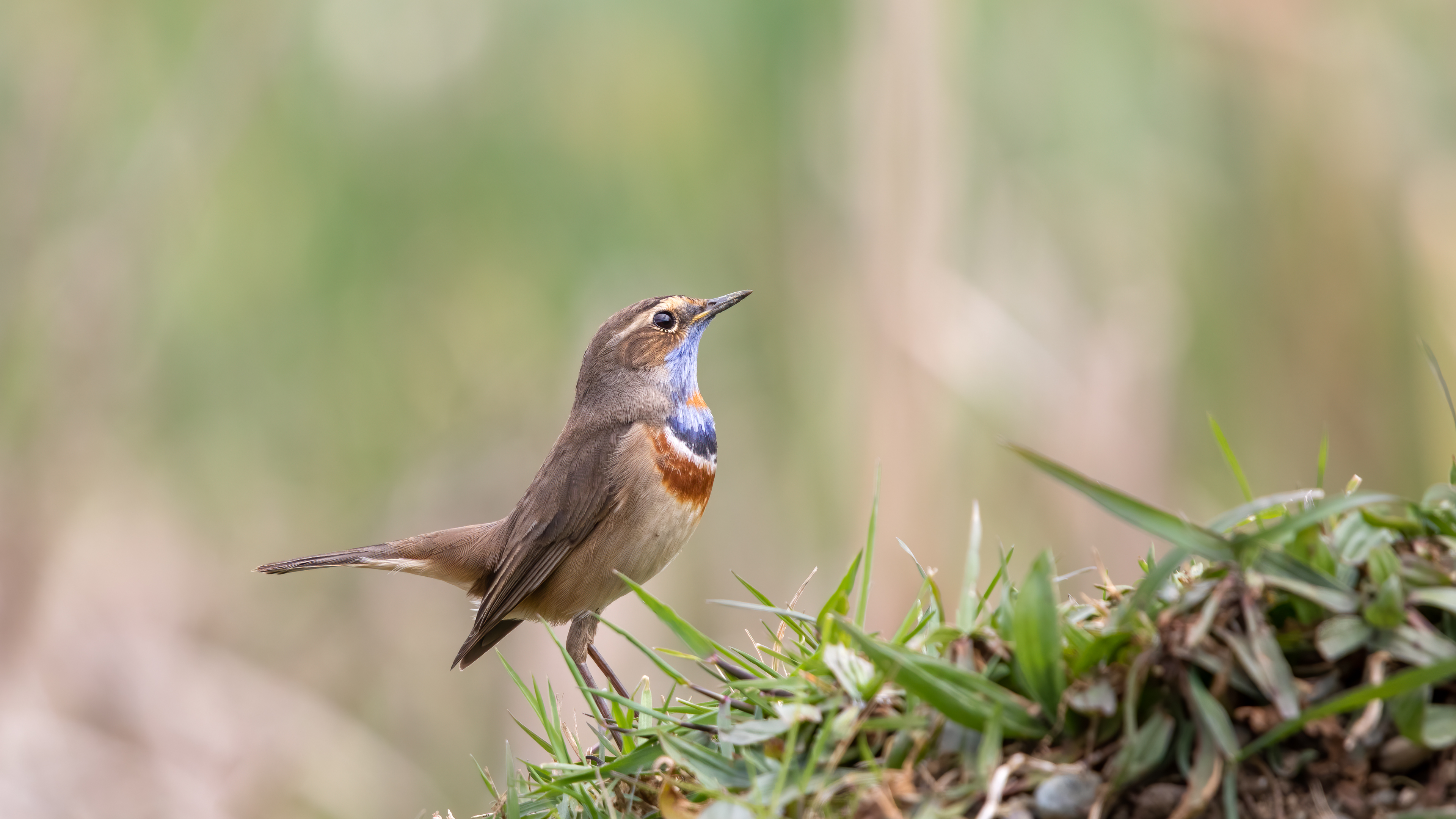 Mavigerdan » Bluethroat » Luscinia svecica