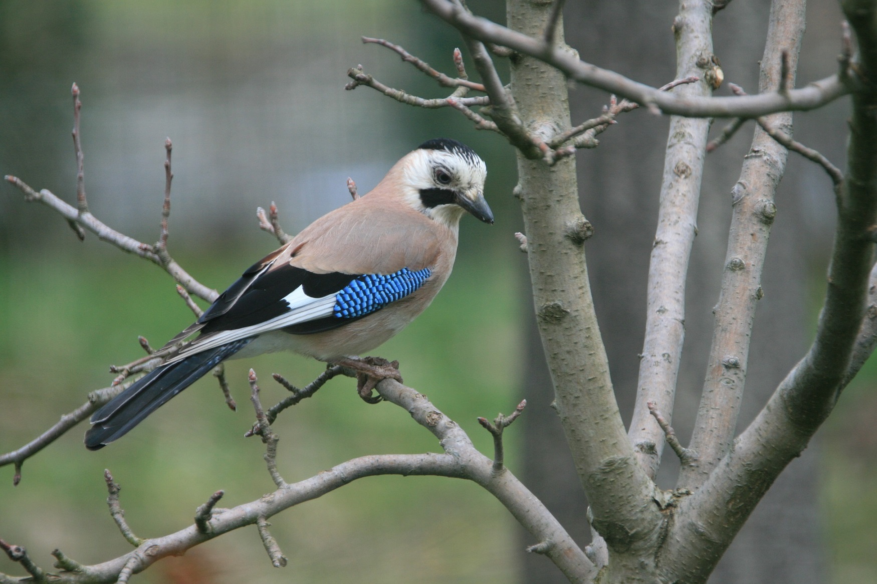 Alakarga » Eurasian Jay » Garrulus glandarius