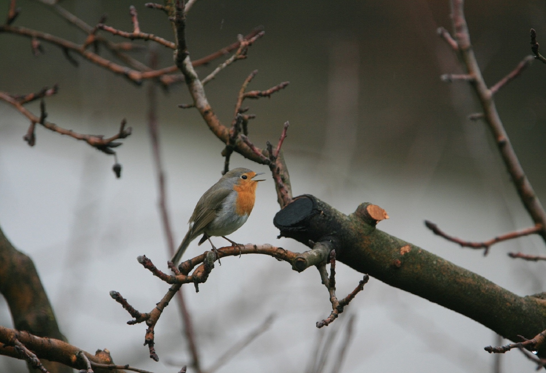 Kızılgerdan » European Robin » Erithacus rubecula