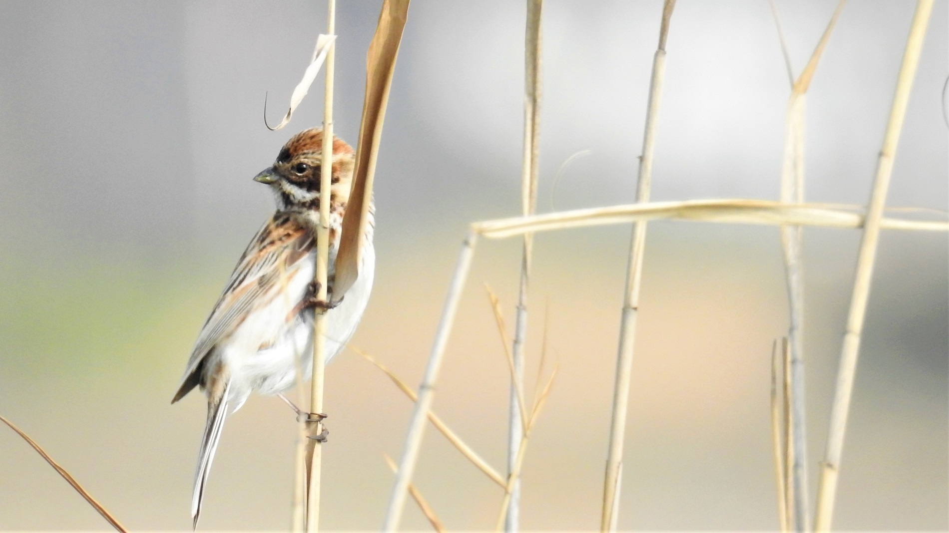 Bataklık Kirazkuşu » Common Reed Bunting » Emberiza schoeniclus