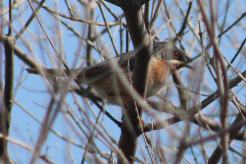 Bıyıklı ötleğen » Subalpine Warbler » Sylvia cantillans