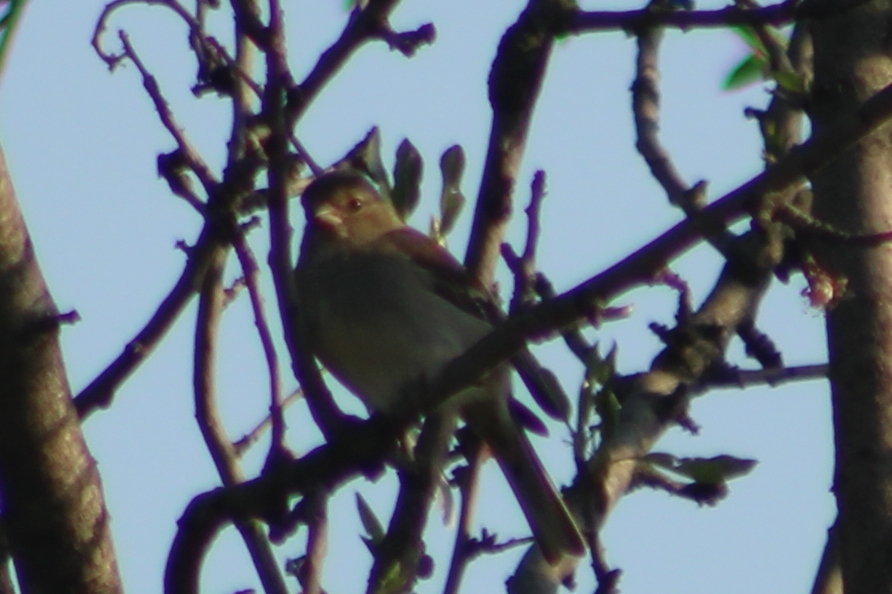 İspinoz » Common Chaffinch » Fringilla coelebs