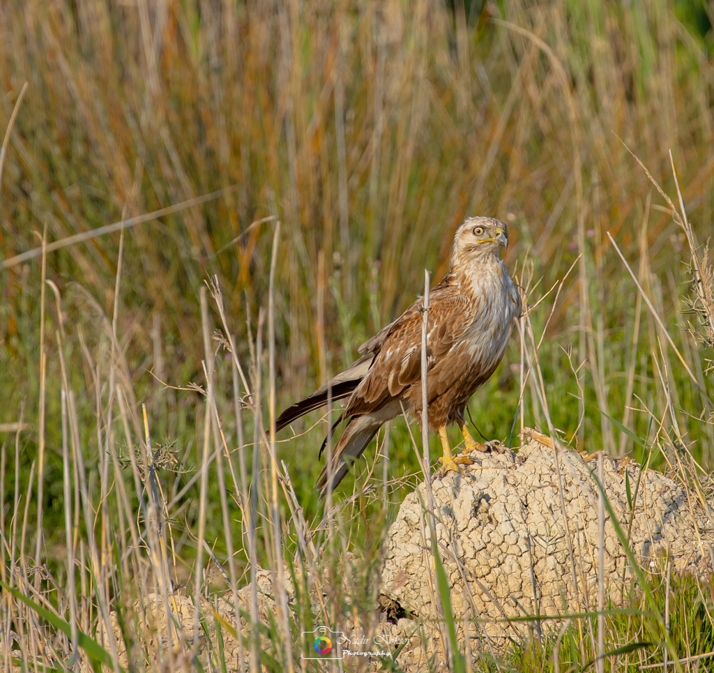 Kızıl şahin » Long-legged Buzzard » Buteo rufinus