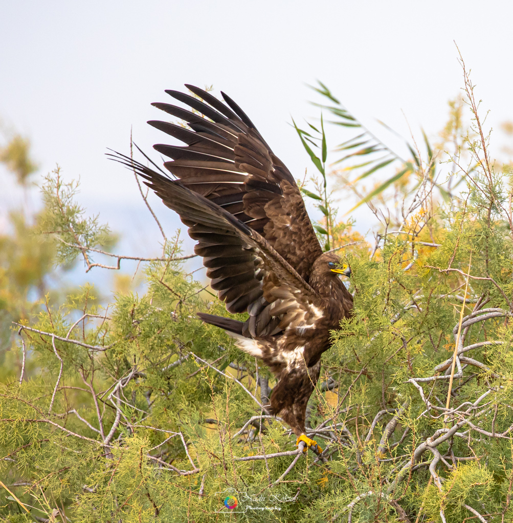 Küçük orman kartalı » Lesser Spotted Eagle » Clanga pomarina