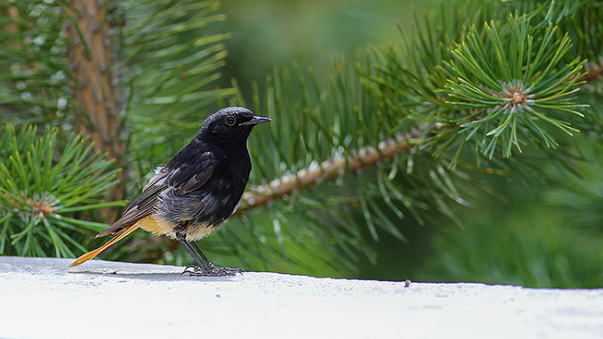 Kara kızılkuyruk » Black Redstart » Phoenicurus ochruros