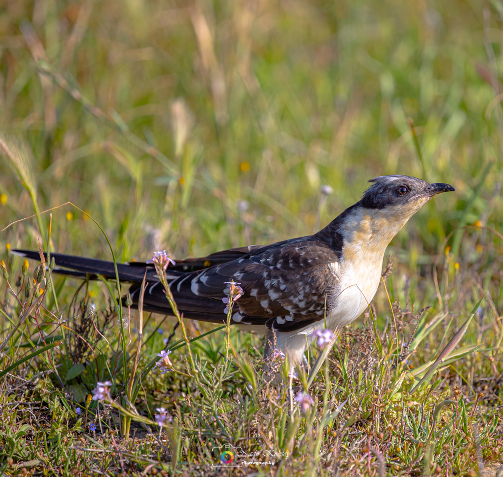 Tepeli guguk » Great Spotted Cuckoo » Clamator glandarius