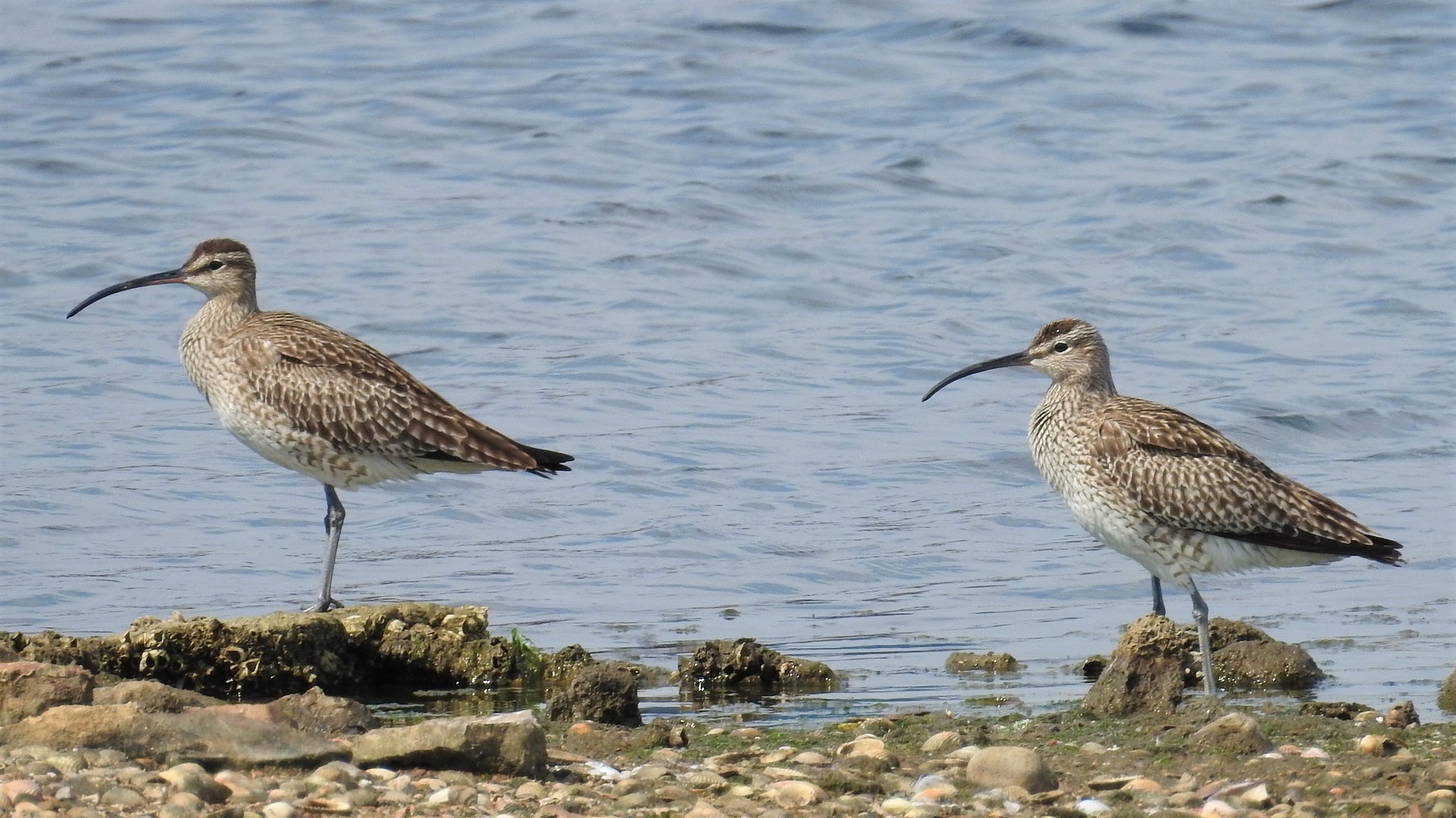 Sürmeli kervançulluğu » Eurasian Whimbrel » Numenius phaeopus