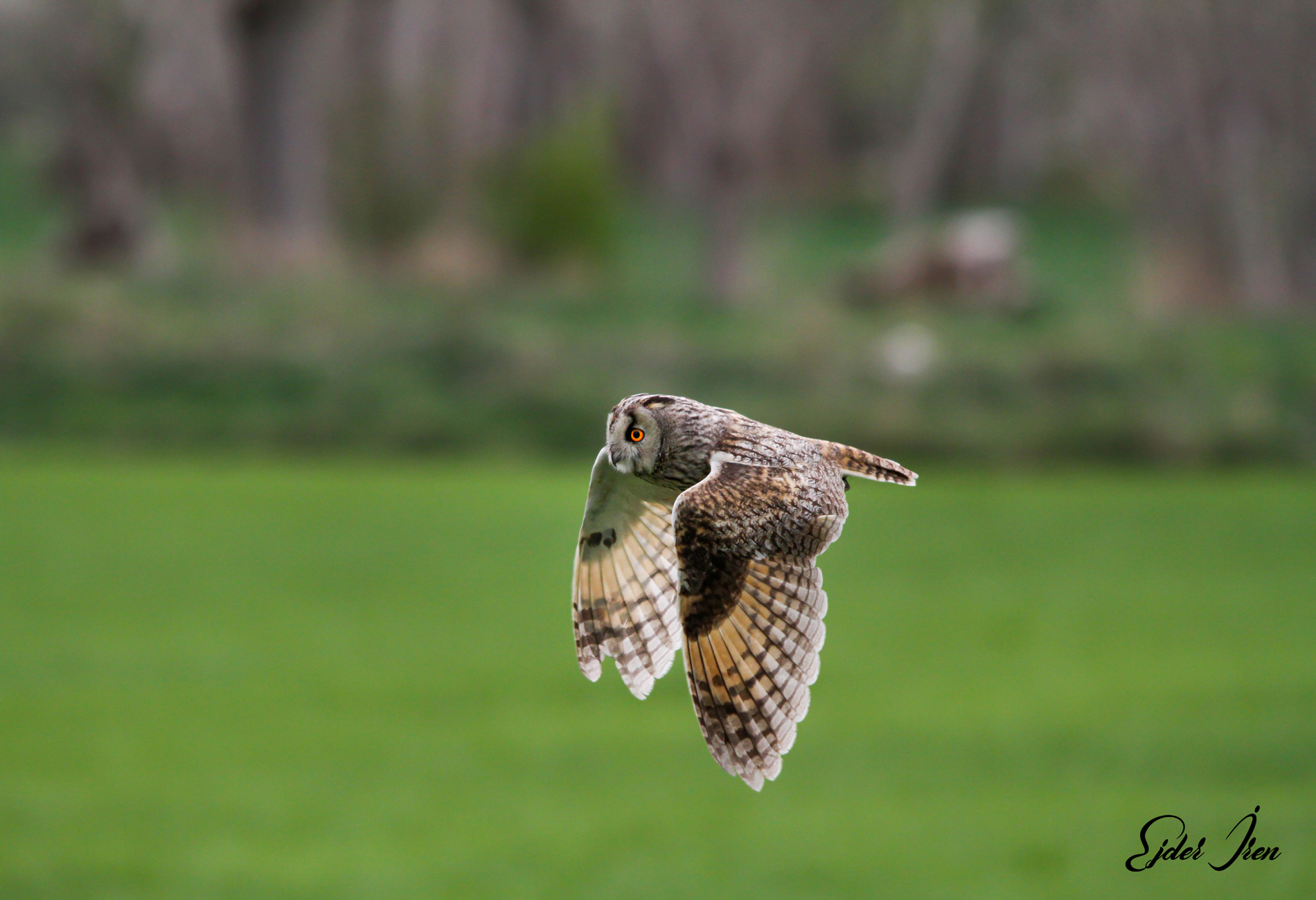 Kulaklı orman baykuşu » Long-eared Owl » Asio otus