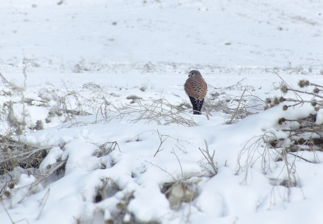 Kerkenez » Common Kestrel » Falco tinnunculus