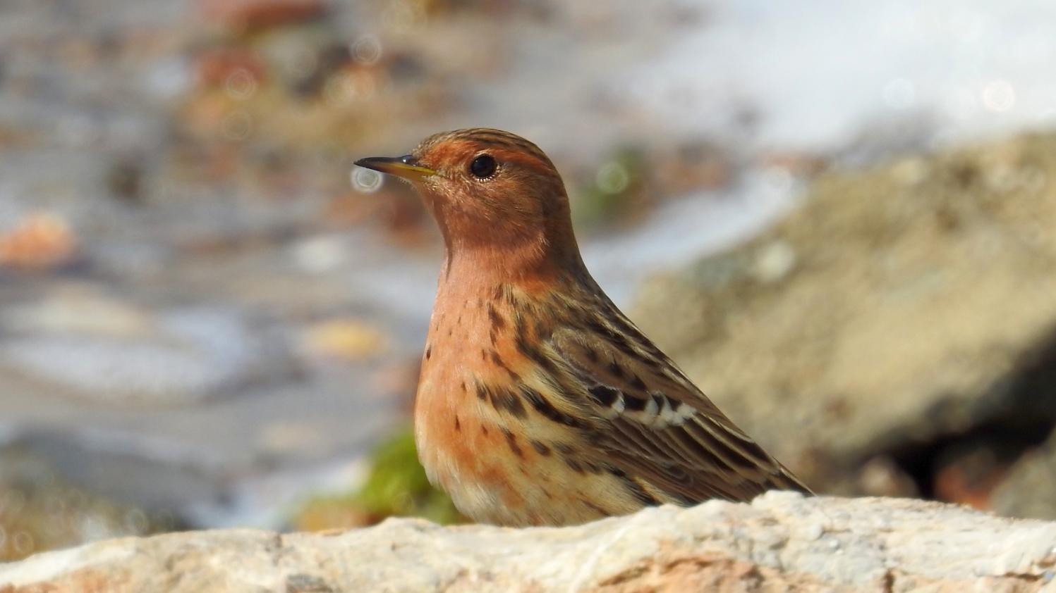 Kızılgerdanlı incirkuşu » Red-throated Pipit » Anthus cervinus