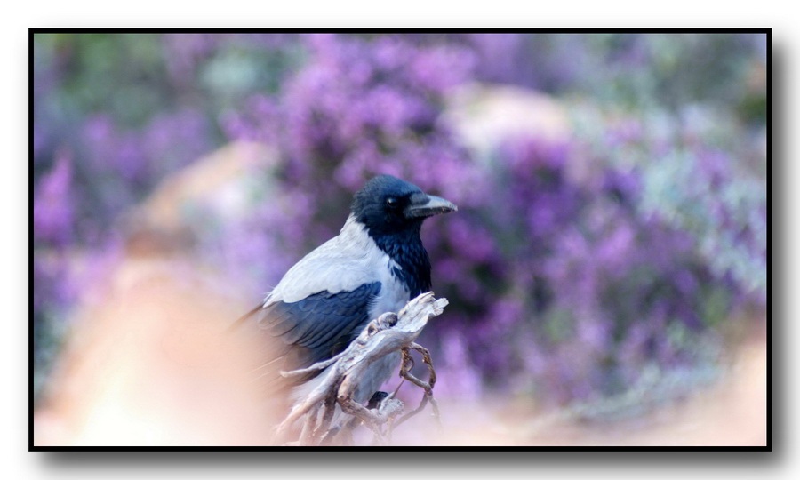 Leş kargası » Hooded Crow » Corvus cornix