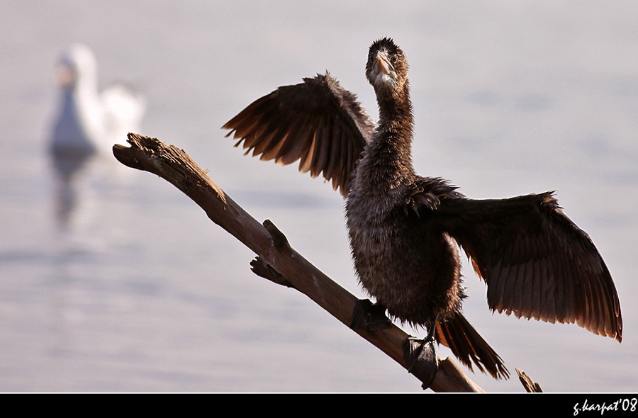 Küçük karabatak » Pygmy Cormorant » Microcarbo pygmaeus