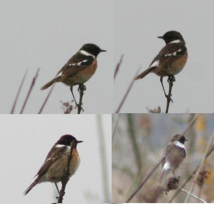 Sibirya taşkuşu » Siberian Stonechat » Saxicola maurus