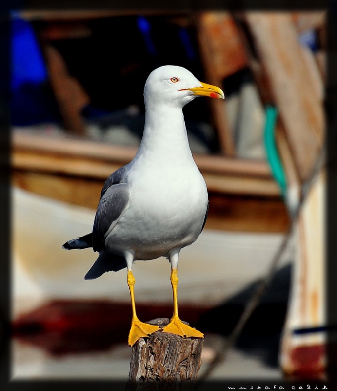 Gümüş martı » Yellow-legged Gull » Larus michahellis