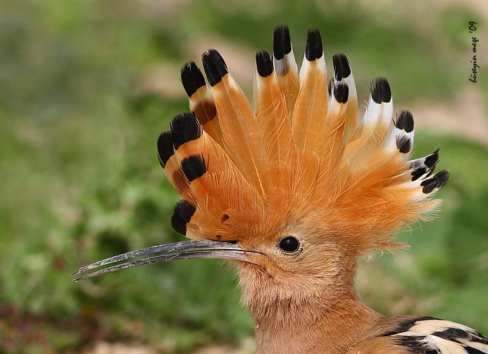 İbibik » Eurasian Hoopoe » Upupa epops
