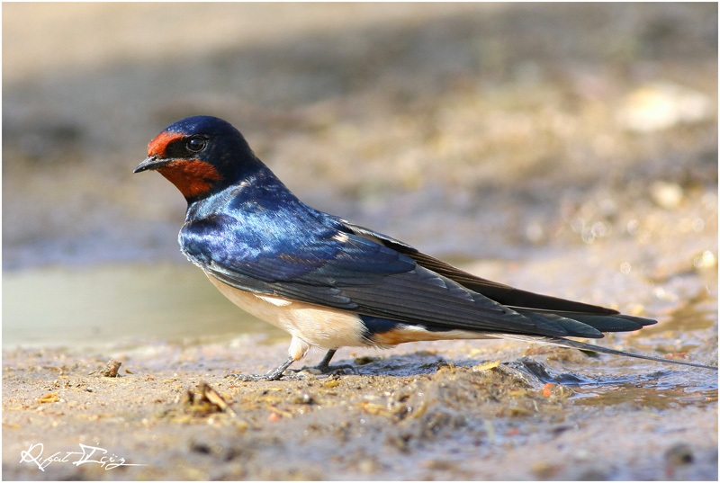 Kır kırlangıcı » Barn Swallow » Hirundo rustica