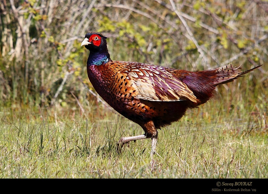 Sülün » Common Pheasant » Phasianus colchicus